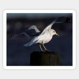 Gull in the Spotlight Sticker